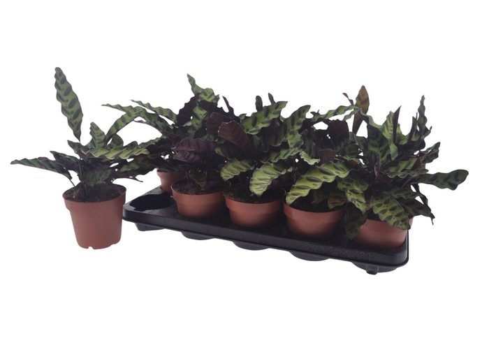 <h4>CALAT LANCIFOLIA</h4>