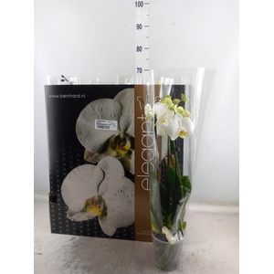 Phalaenopsis   ...mix  7