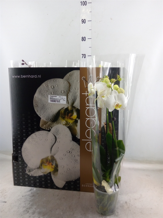 <h4>Phalaenopsis   ...mix  7</h4>