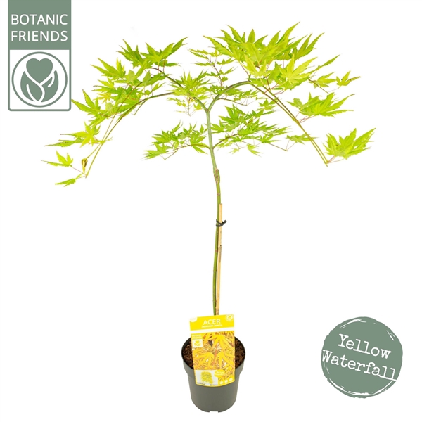 <h4>Acer palm. 'Cascade Citrine'</h4>