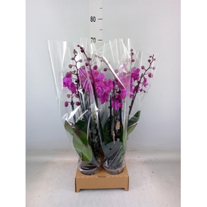 Phalaenopsis   ...lilac