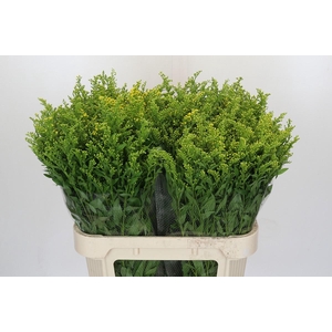 Solidago Golden Glory