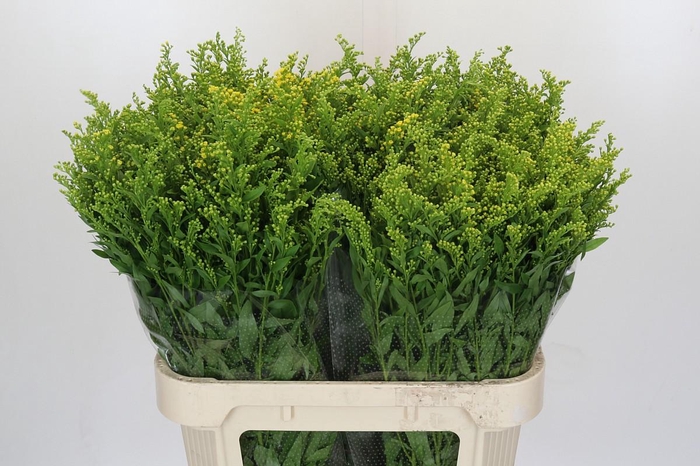 <h4>Solidago Golden Glory</h4>