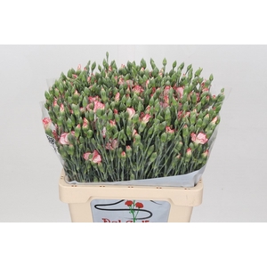 Dianthus Sp 