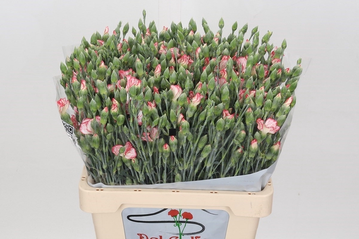 Dianthus Sp 