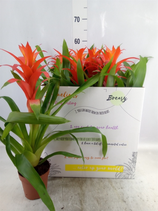 <h4>Guzmania  'Suerte Orange'</h4>