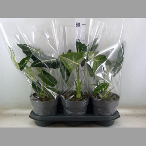 Alocasia   ...