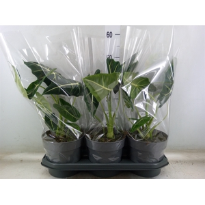 Alocasia   ...