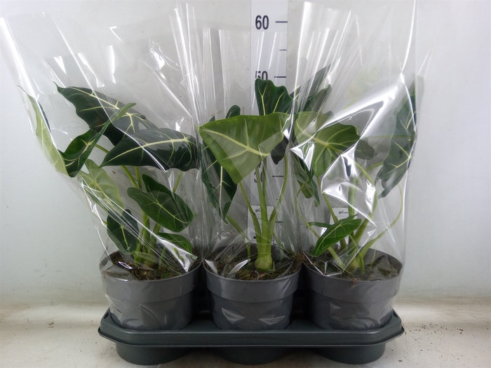 <h4>Alocasia   ...</h4>