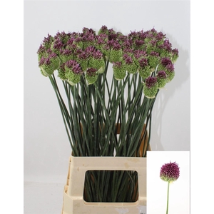 Allium sphaerocephalon
