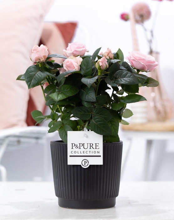 <h4>Rosa light pink in P&PURE Liv ceramics matt black</h4>