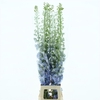 Delphinium Aurora White Super