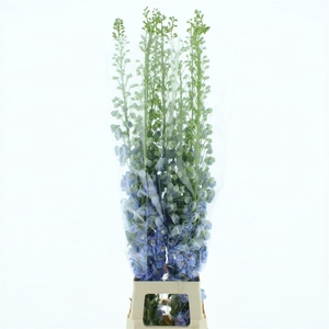 Delphinium Aurora Light Blue Super