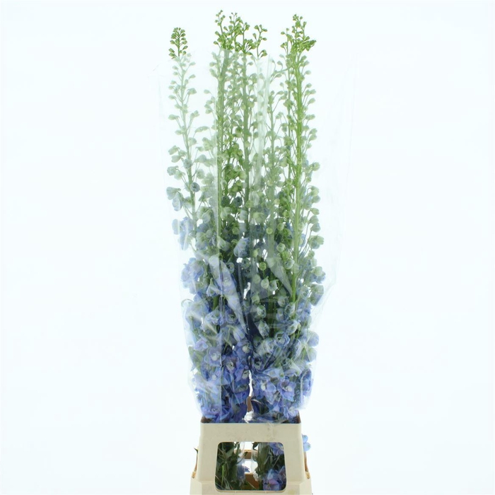 <h4>Delphinium Aurora Light Blue Super</h4>