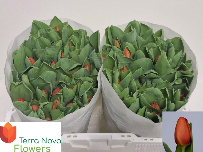 <h4>TU EN ORANGE SHERPA</h4>