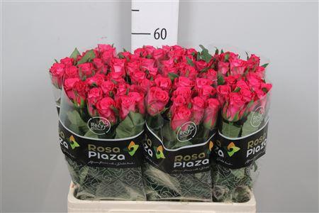 <h4>R Gr Orchestra</h4>