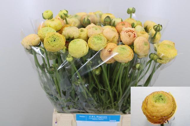 <h4>RAN AAZUR CHAMPAGNE</h4>