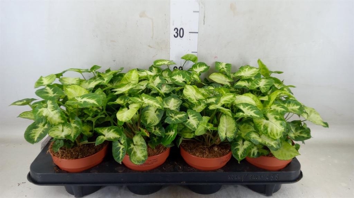 <h4>Syngonium  'Pixie'</h4>