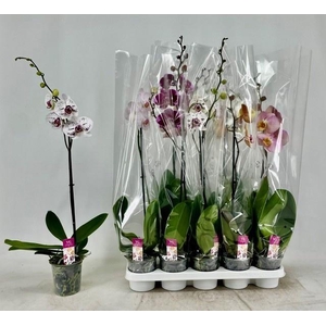 PHAL GEM