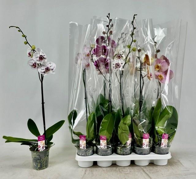 <h4>PHAL GEM</h4>