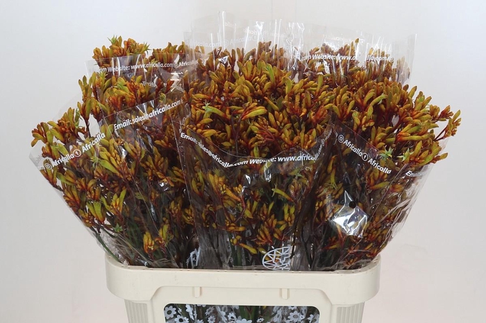 <h4>Anigozanthos Gold Fever</h4>