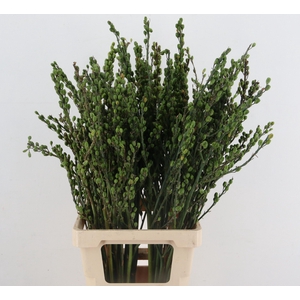 CROCOS BERRY WILD 080CM PER BUNCH