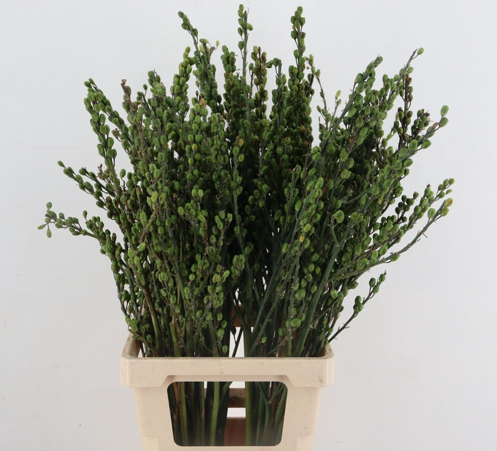 <h4>CROCOS BERRY WILD 080CM PER BUNCH</h4>