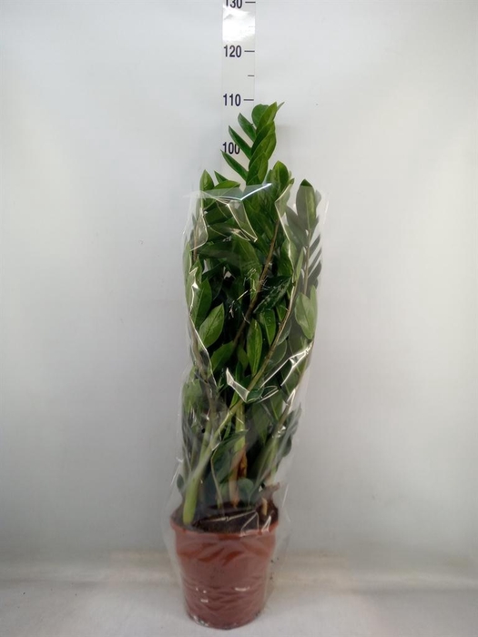 <h4>Zamioculcas zamiifolia</h4>