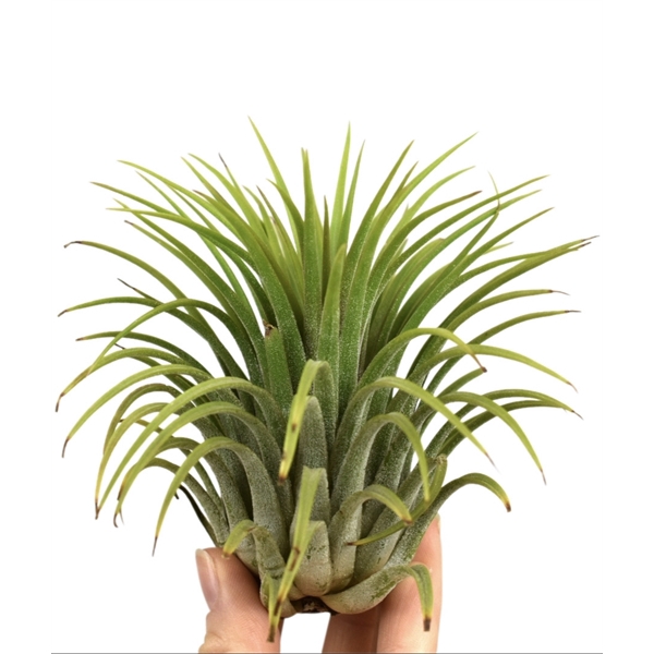 <h4>Tillandsia ionantha groen xxxl</h4>