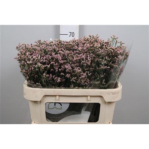 Lim Sin Blush Diamond