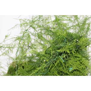 FOLHAGEM ASPARGO PLUMOSO