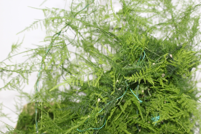 <h4>FOLHAGEM ASPARGO PLUMOSO</h4>