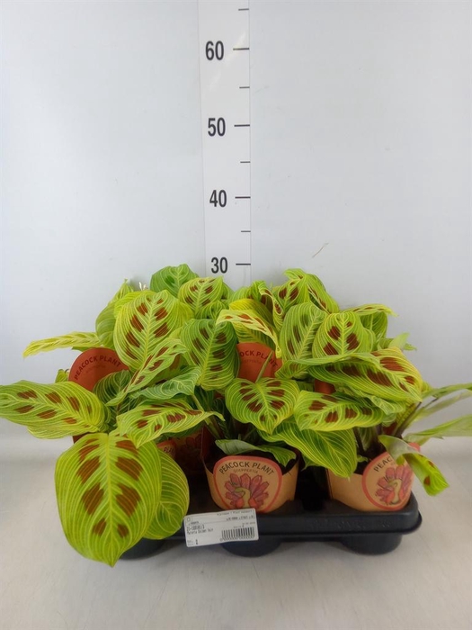 <h4>Maranta leuc.   ...</h4>