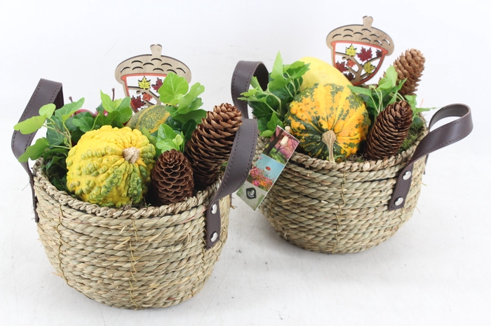 <h4>arr4 Sierfruit JS - Touwmandje handvat 338/3</h4>