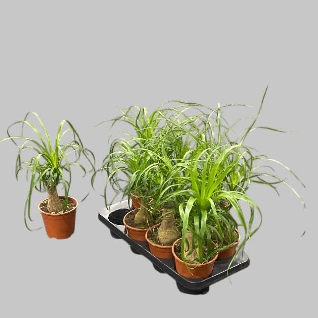 BEAUCARNEA RECUR