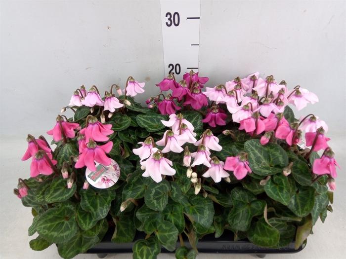 <h4>Cyclamen KL 'Petticoat'</h4>