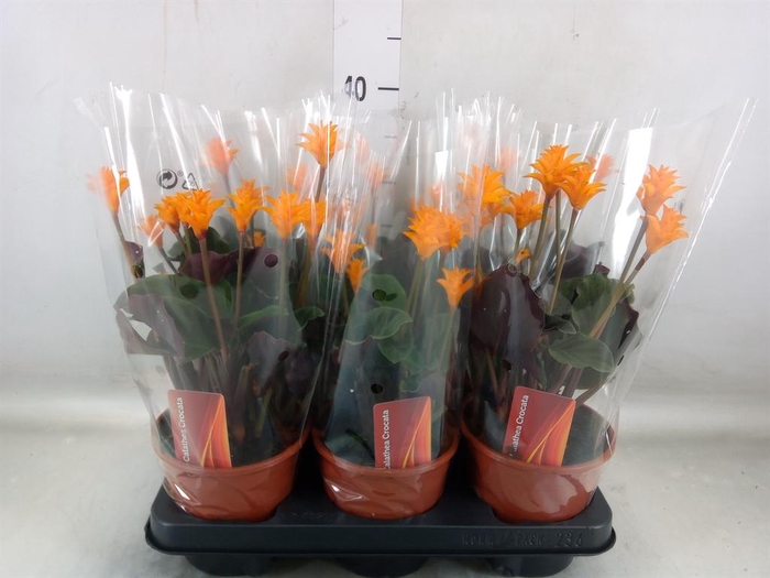 <h4>Calathea crocata</h4>
