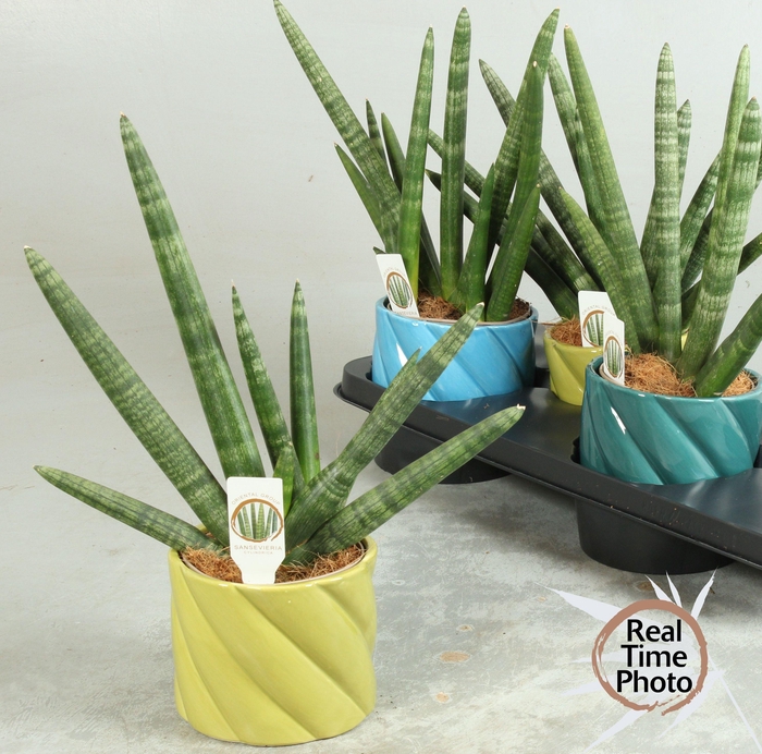 <h4>SANSEV CY HANDSHAKE</h4>