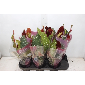 BEGONIA MACULATA P13 PO
