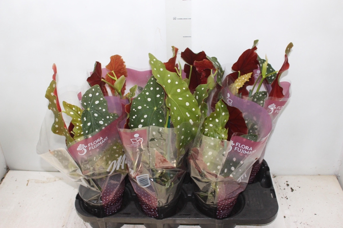 <h4>BEGONIA MACULATA P13 PO</h4>