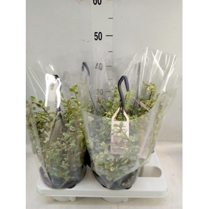 Portulacaria afra 'Variegata'