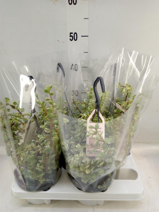 <h4>Portulacaria afra 'Variegata'</h4>
