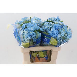 Hydr Dark Blue Select