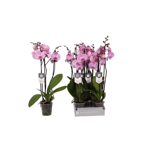 <h4>Phalaenopsis Elion, 3-spike 22+</h4>