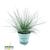 Festuca glauca