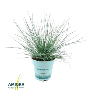 Festuca glauca