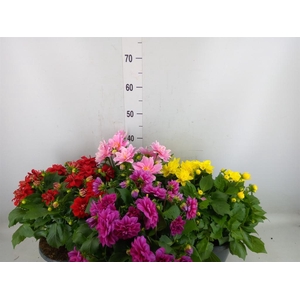 Dahlia DE 'Labella Medio'   ...mix