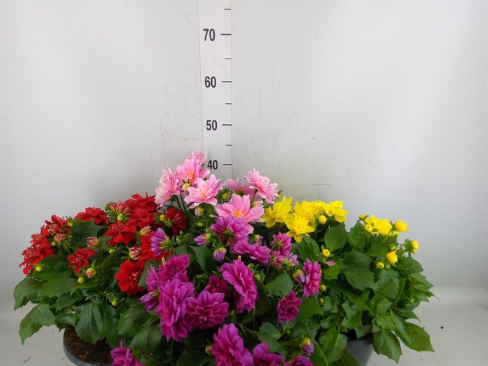 <h4>Dahlia DE 'Labella Medio'   ...mix</h4>