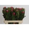 Protea Brenda