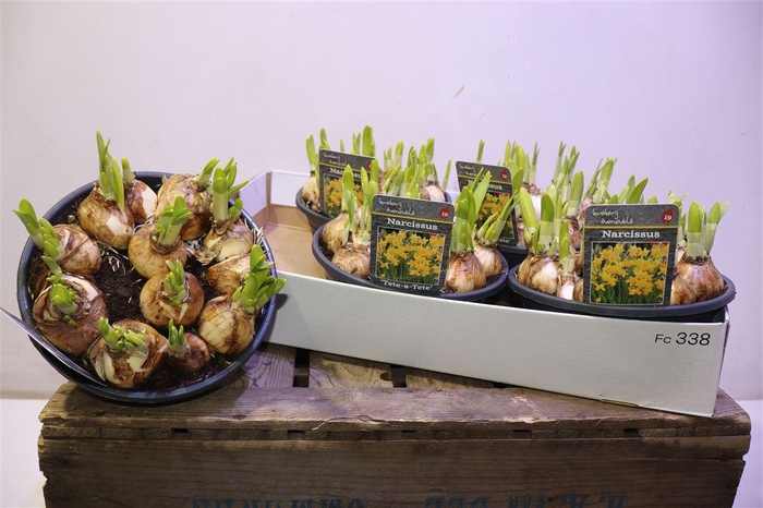 <h4>Narc O Tete A Tete</h4>